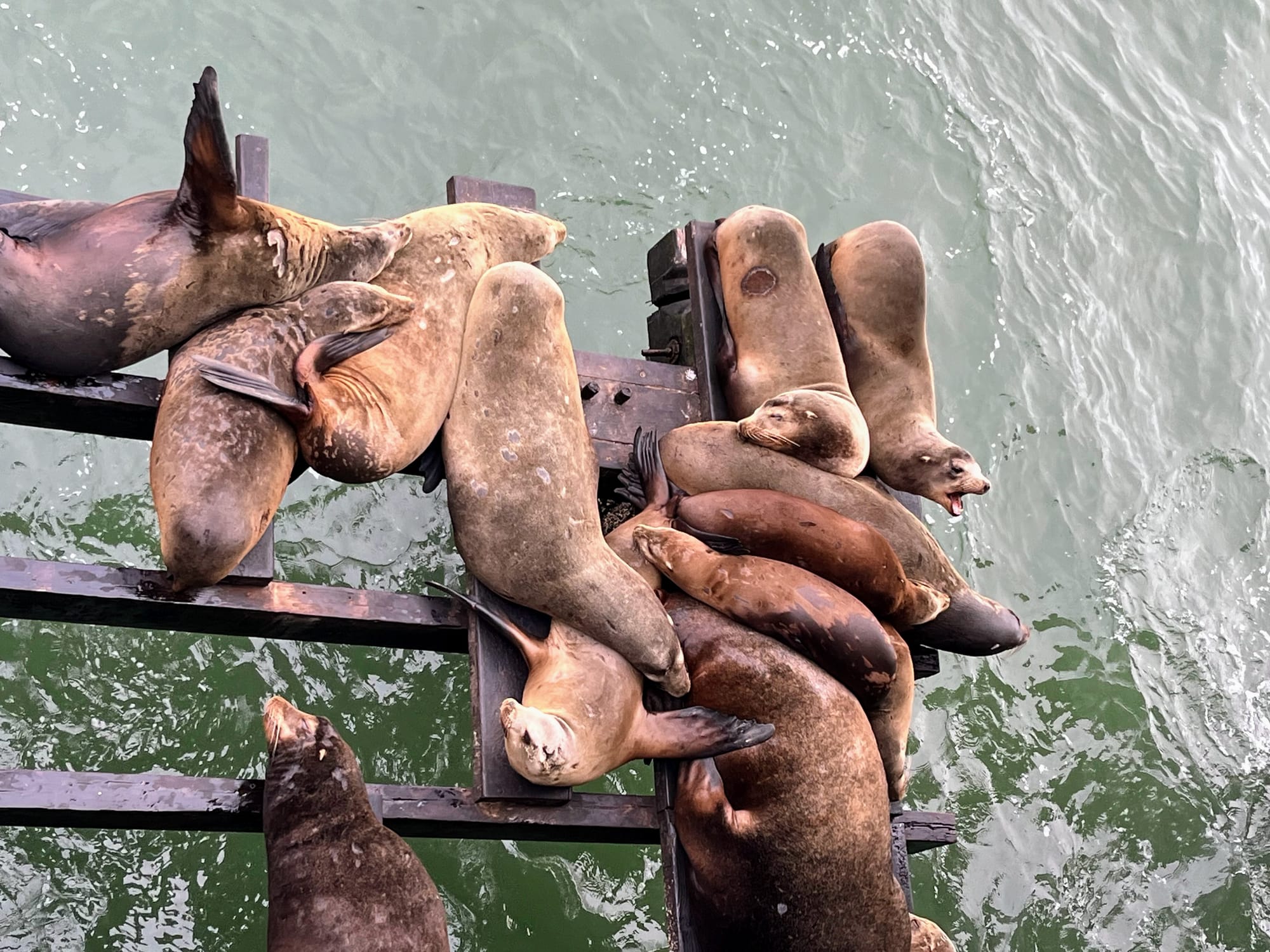Sea lions lay on planks of wood beside a wharf.
