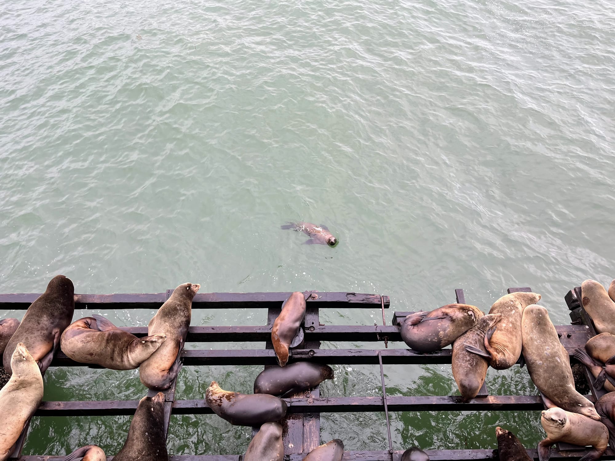 Sea lions lay on planks of wood beside a wharf. A sea lion pup swims in the water.