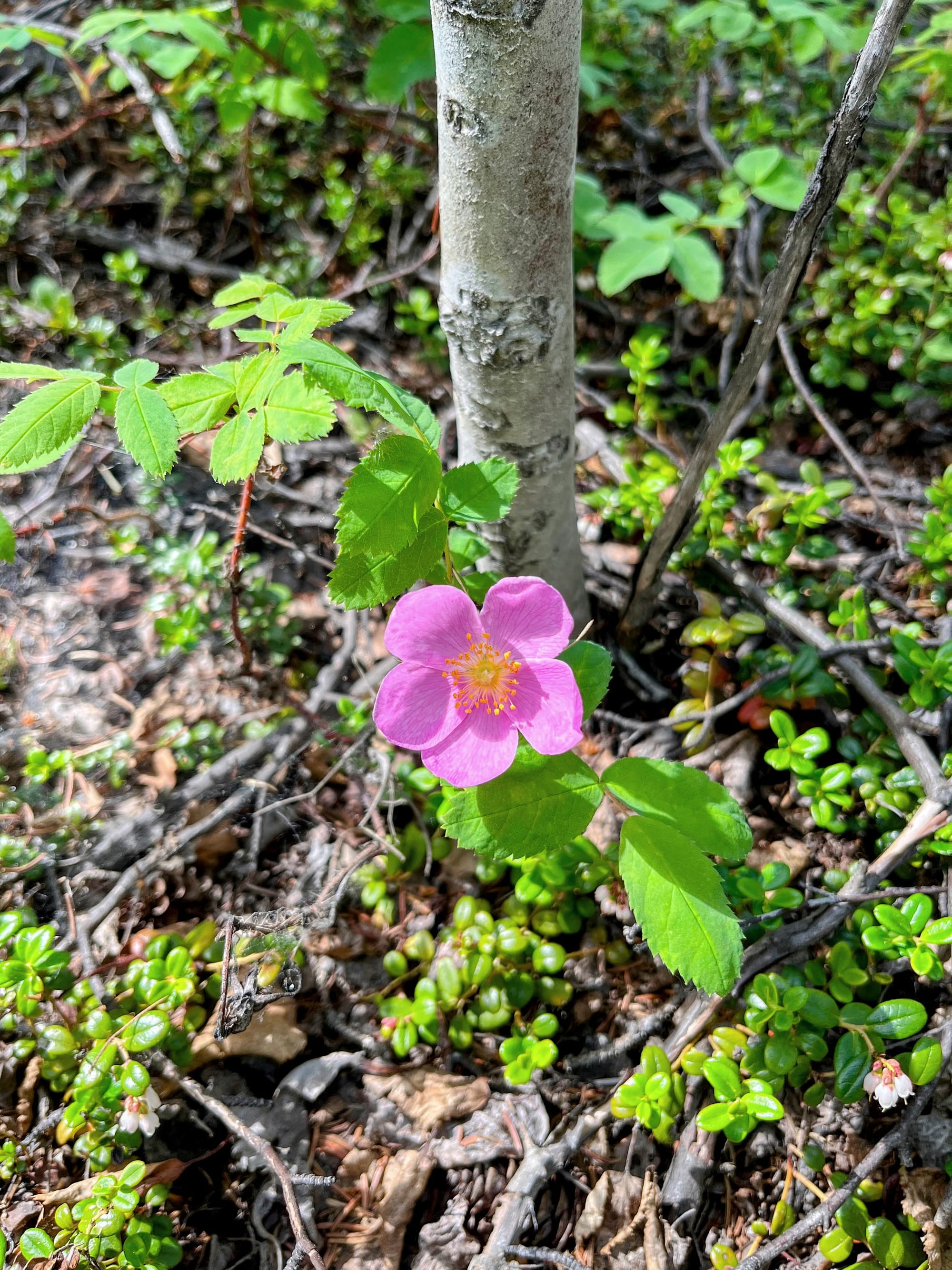 A wild rose growing in the woods.